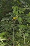 Whorled Rosinweed, Silphium trifoliatum