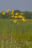 Whorled Rosinweed, Silphium trifoliatum