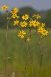 Whorled Rosinweed, Silphium trifoliatum