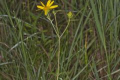 Whorled Rosinweed, Silphium trifoliatum