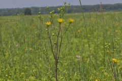 Whorled Rosinweed, Silphium trifoliatum