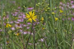 Whorled Rosinweed, Silphium trifoliatum
