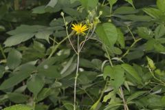 Whorled Rosinweed, Silphium trifoliatum
