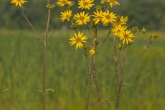 Whorled Rosinweed, Silphium trifoliatum