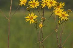 Whorled Rosinweed, Silphium trifoliatum