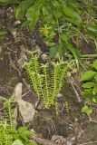 Widow's Cross, Sedum pulchellum