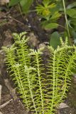 Widow's Cross, Sedum pulchellum