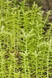 Widow's Cross, Sedum pulchellum