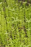Widow's Cross, Sedum pulchellum