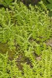 Widow's Cross, Sedum pulchellum