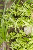 Widow's Cross, Sedum pulchellum