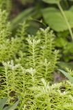 Widow's Cross, Sedum pulchellum