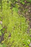 Widow's Cross, Sedum pulchellum