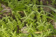 Widow's Cross, Sedum pulchellum