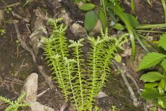 Widow's Cross, Sedum pulchellum
