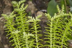 Widow's Cross, Sedum pulchellum