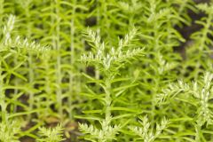 Widow's Cross, Sedum pulchellum