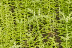 Widow's Cross, Sedum pulchellum