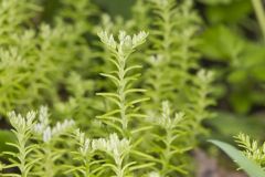 Widow's Cross, Sedum pulchellum
