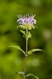 Wild bergamot, Monarda fistulosa