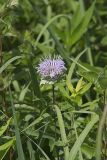 Wild bergamot, Monarda fistulosa
