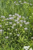Wild bergamot, Monarda fistulosa