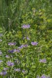 Wild bergamot, Monarda fistulosa