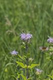 Wild bergamot, Monarda fistulosa