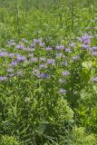 Wild bergamot, Monarda fistulosa