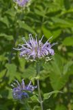 Wild bergamot, Monarda fistulosa
