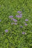Wild bergamot, Monarda fistulosa