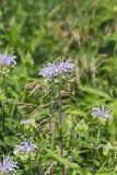 Wild bergamot, Monarda fistulosa