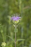 Wild bergamot, Monarda fistulosa