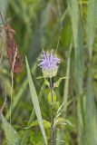 Wild bergamot, Monarda fistulosa