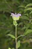 Wild bergamot, Monarda fistulosa