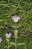 Wild bergamot, Monarda fistulosa