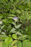 Wild bergamot, Monarda fistulosa