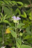 Wild bergamot, Monarda fistulosa