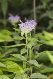 Wild bergamot, Monarda fistulosa