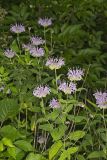 Wild bergamot, Monarda fistulosa