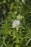 Wild bergamot, Monarda fistulosa