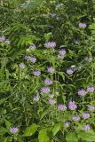 Wild bergamot, Monarda fistulosa