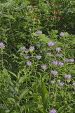 Wild bergamot, Monarda fistulosa