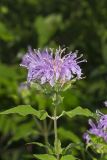 Wild bergamot, Monarda fistulosa