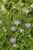 Wild bergamot, Monarda fistulosa