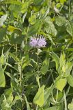 Wild bergamot, Monarda fistulosa