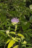 Wild bergamot, Monarda fistulosa