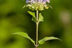 Wild Bergamot, Monarda fistulosa