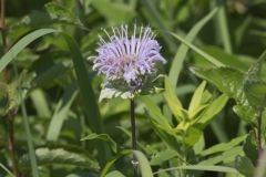Wild Bergamot, Monarda fistulosa