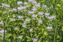 Wild Bergamot, Monarda fistulosa